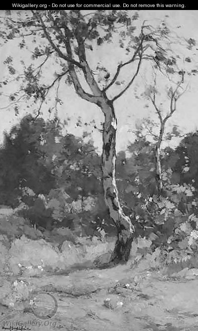 A birch - Paul Bodifee