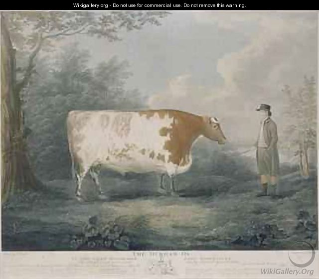 The Durham Ox - (after) Boultbee, John