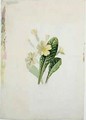 Study of a primrose - Charlotte Bronte