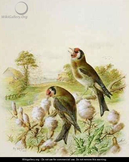 Goldfinches on thistles - Harry Bright