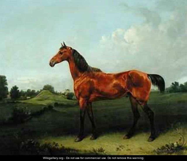 A Bay Horse in a Field - Edmund Bristow