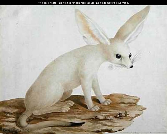 Fennec No. 3 Original of illustration in Travels through Abyssinia - James (Abyssinian Bruce) Bruce