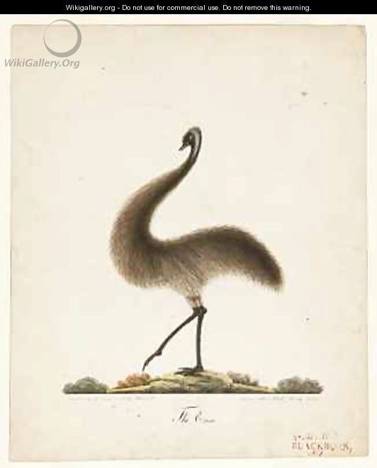 The Emu - Richard Browne