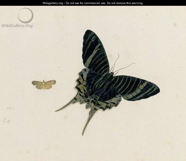 A Butterfly And A Moth - Johannes Bronkhorst