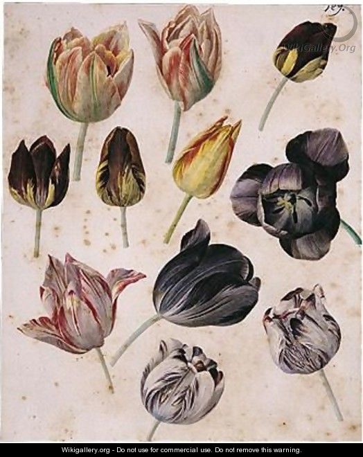 Study Of Eleven Tulips - (after) Pierre-Joseph Redoute