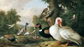 Muscovy and tuffed duck with a ruff, sparrow jhawk and other birds - Jacob Bogdani