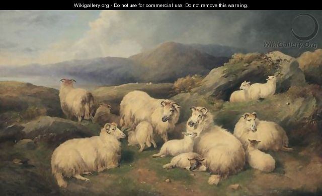 Sheep Resting - (after) John Morris