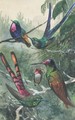 Wildlife and ornithological studies - Wilhelm Kuhnert