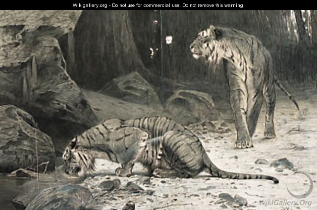 Two Tigers - Wilhelm Kuhnert