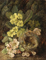 Primroses and bird's nest on a mossy bank - Vincent Clare