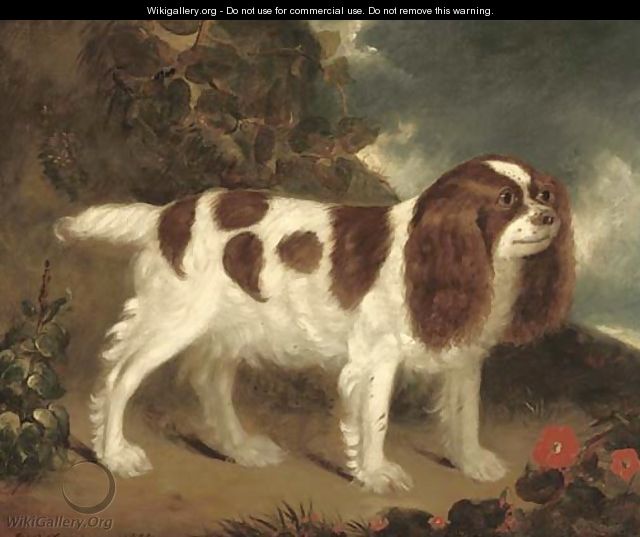 A King Charles Spaniel in a rocky landscape - Wilfred Thompson