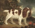 A King Charles Spaniel in a rocky landscape - Wilfred Thompson
