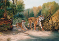 Tigers emerging from the Jungle - Urs Eggenschwiler