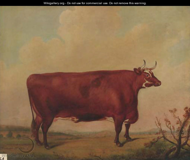 A horned Herefordshire cow - Thomas Weaver