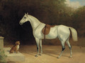 A saddled grey hunter, with a dog on a stone step, and a robin - Thomas Woodward