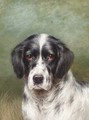 The head of a English setter - Tom Heywood