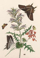Thistle and Geranium with a Swallowtail and a Clouded Yellow - Thomas Robins
