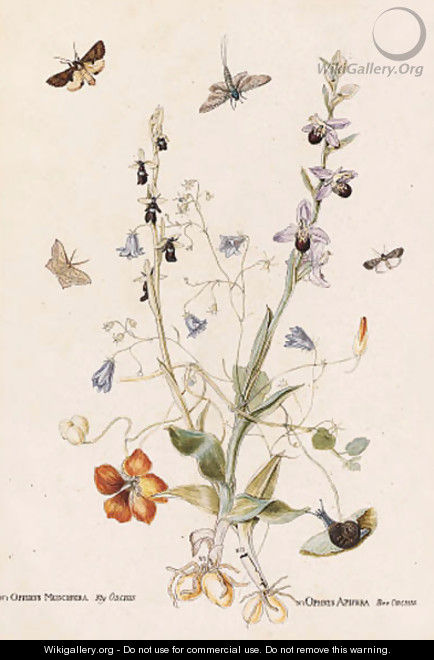 Hairbell, Fly Orchid, Bee Orchid and Nasturtium with moths - Thomas Robins