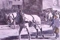 Two Percheron Horses - William G. Burn-Murdoch