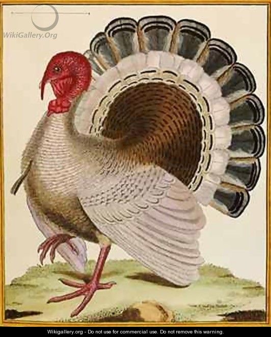 A Turkey, from 