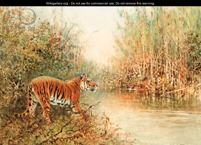 Tiger at the Water