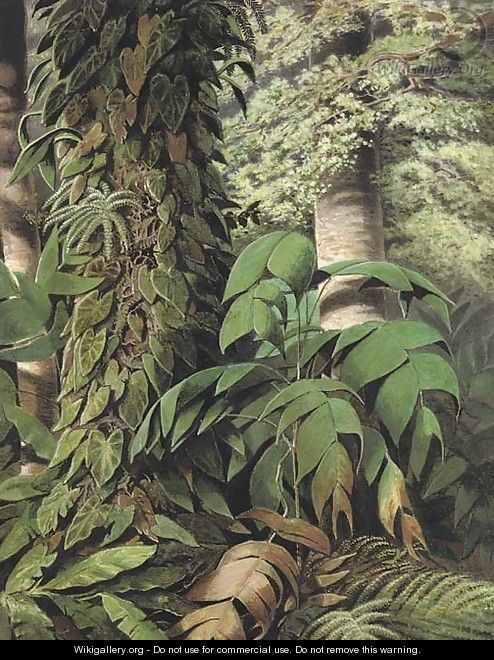 A Brazilian jungle scene with Guarana palms - William Michaud