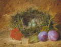 Geraniums, plums, and a bird's nest with eggs, on a mossy bank - William Ward