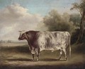 Mr Sam Wiley's Van Dunck, a prize bull in a field - William Henry Davis