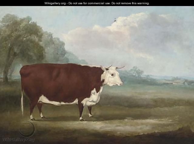 A prize Hereford cow - William Henry Davis