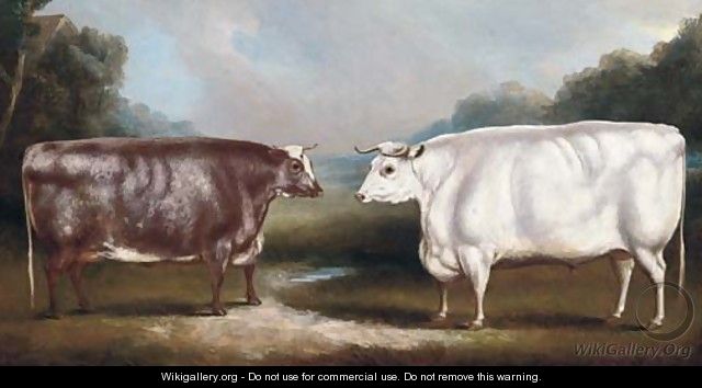 A prize heffer and a prize cow - William Henry Davis