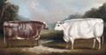 A prize heffer and a prize cow - William Henry Davis