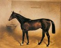 The Racehorse Abbeywood In A Stable - Basil J. Nightingale