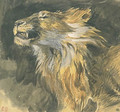 Head of a Lion - Eugene Delacroix