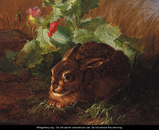 A Rabbit in long Grass - Andreas Lach