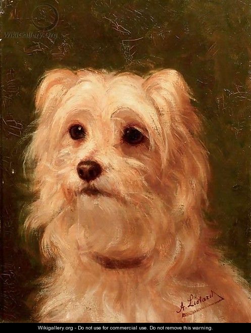 Cairn terrier - Alice Leotard