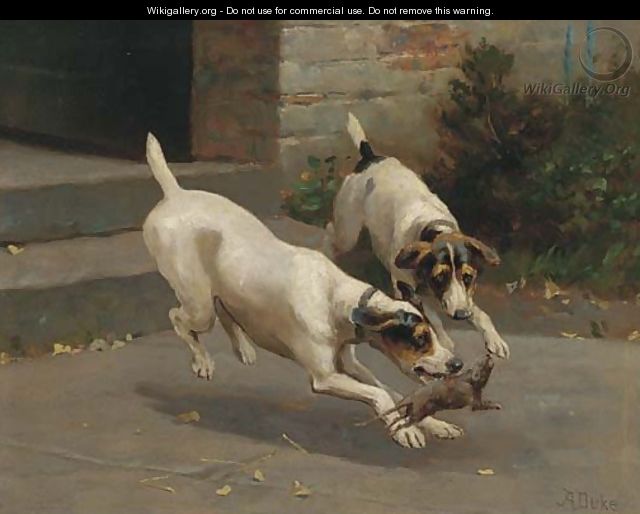 Terriers ratting - Alfred Duke