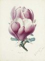 A Magnolia Flower - Alfred Riocreux