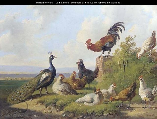 A peacock and poultry in a sunny meadow - Albertus Verhoesen