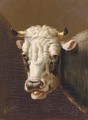 A cow's head - Albertus Verhoesen