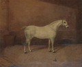 A dappled grey hunter in a stable - A. Clark