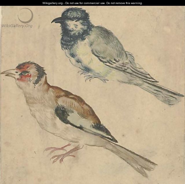 A blue tit and a goldfinch - (after) Giovanni (Giovanni Da Udine) Nanni (Nani)