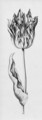 A tulip - (after) Anthony I Claesz