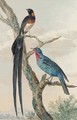 A Whydah Bird and a Continga - (after) Aert Schouman