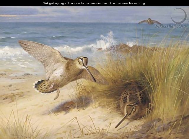 A haven of rest Woodcock on the shore - Archibald Thorburn