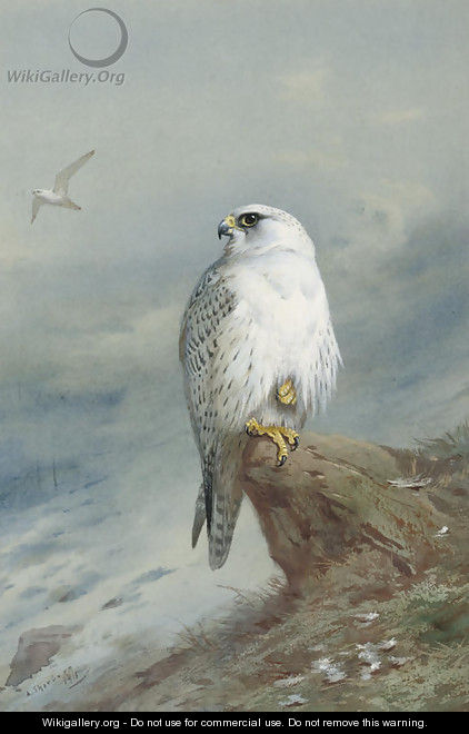A Greenland falcon - Archibald Thorburn