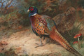 A Cock and Hen Pheasant - Archibald Thorburn