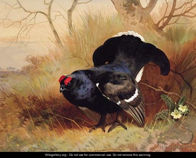 A Blackcock in a Woodland Clearing - Archibald Thorburn