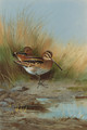Snipe at the water's edge - Archibald Thorburn