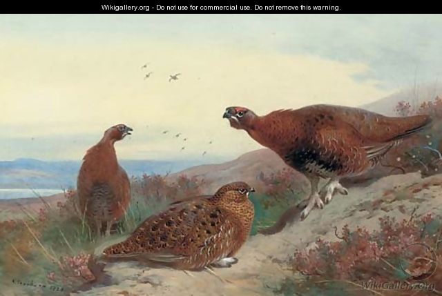 Red grouse on a rocky outcrop - Archibald Thorburn