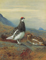 Ptarmigan in summer plumage - Archibald Thorburn